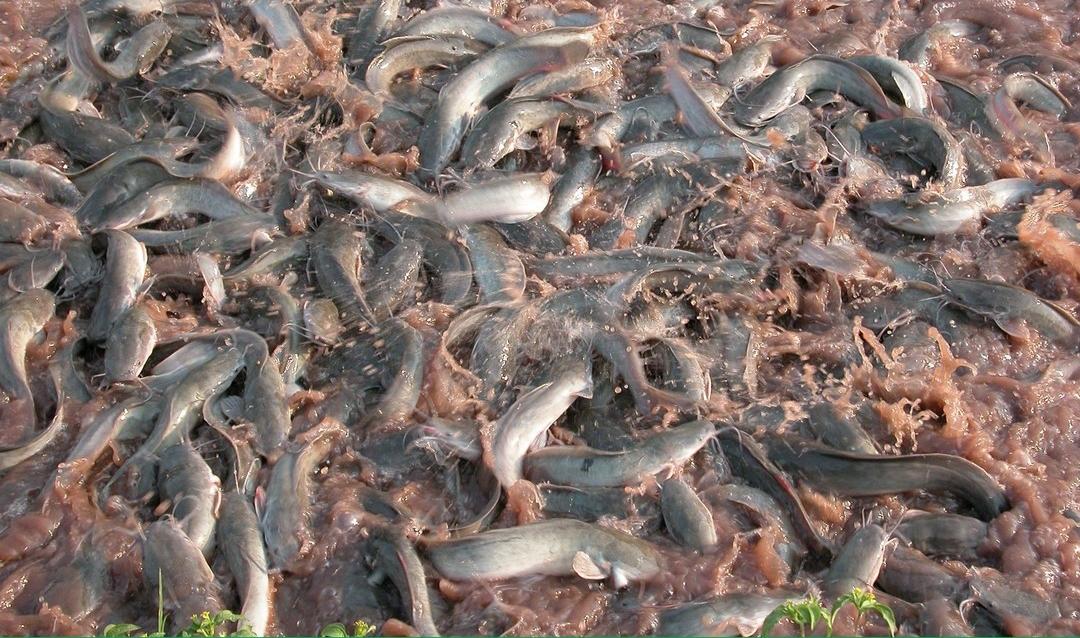 Ini Penyebab Ikan Lele Menjadi Kanibalisme dan Saling Memangsa, Peternak Wajib Tahu Cara Mengatasinya