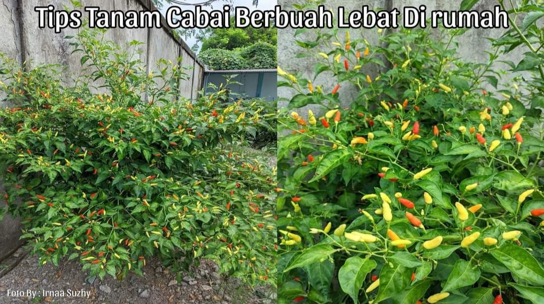 6 Langkah Menanam Tanaman Cabai di Pekarangan Rumah agar Berbuah Lebat