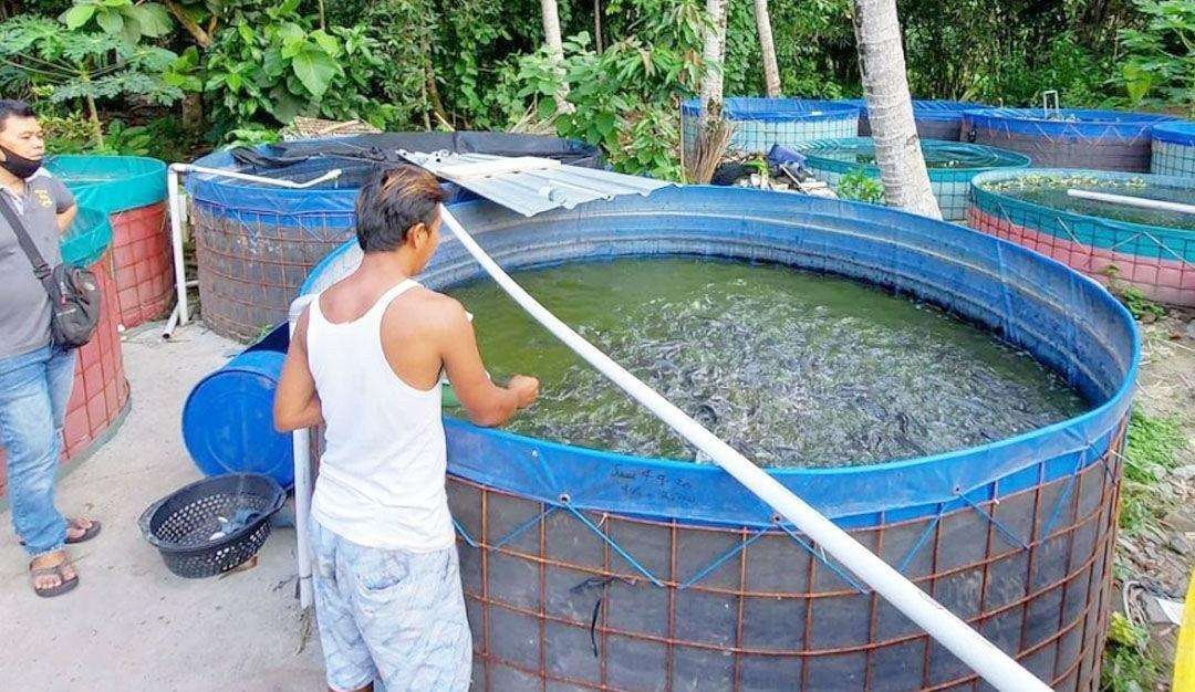 6 Cara dan Waktu yang Tepat Mengganti Air Kolam Ikan Lele, Perhatikan Agar Tidak Mati