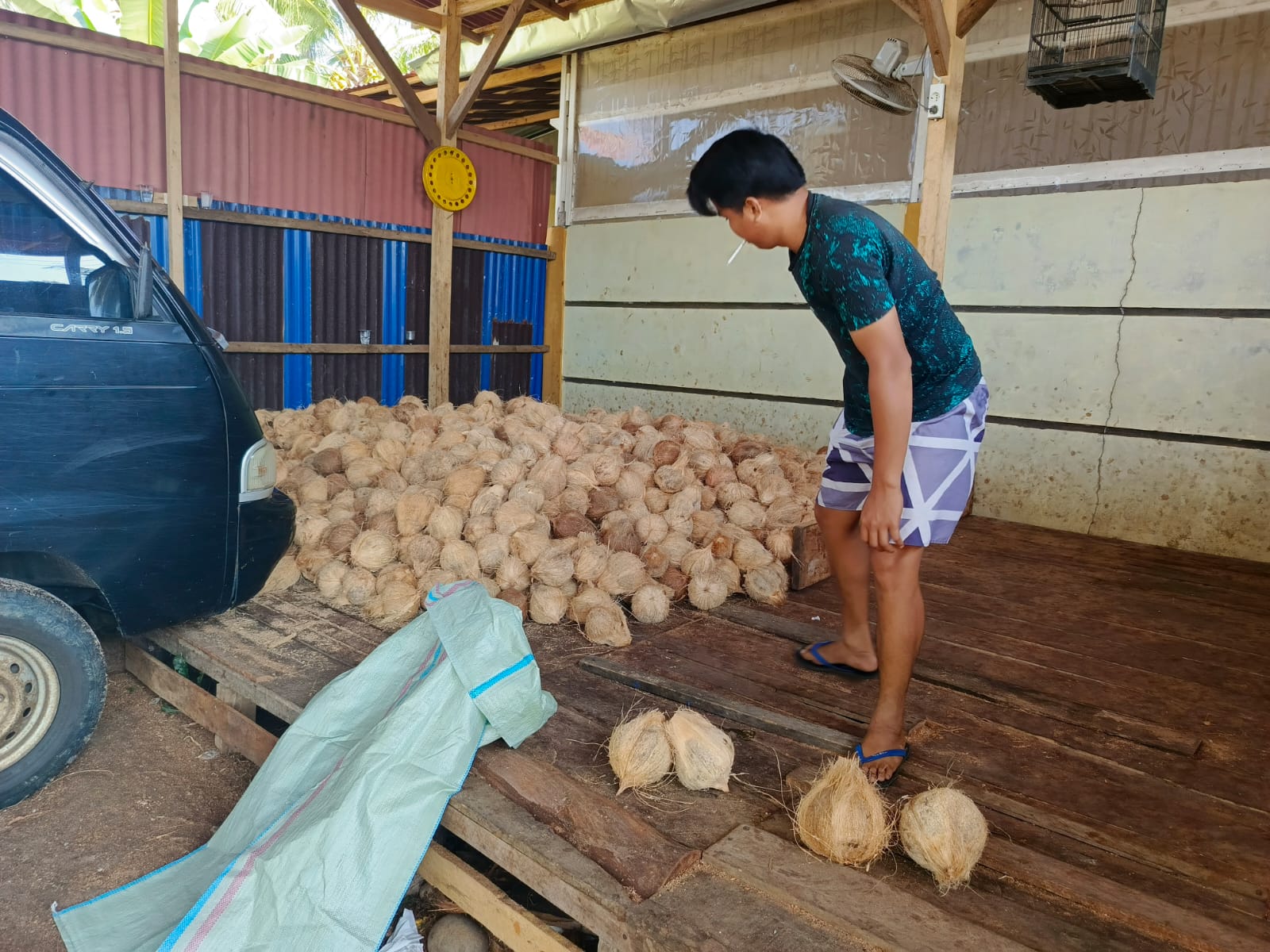 Permintaan Tinggi, Harga Kelapa di Kaur Terus Naik dan Diprediksi Makin Melambung
