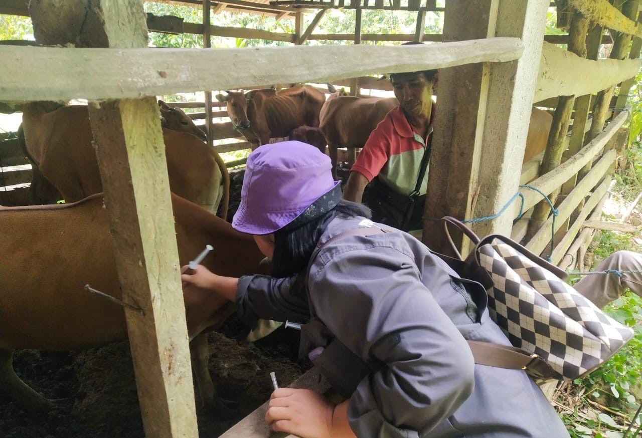 Ternak di Lebong Masih Aman dari PMK, Peternak Diminta Tak Lengah Meski Vaksin Kosong