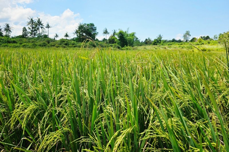 Melangkah Menuju Kemandirian Pangan Beras di Perbatasan