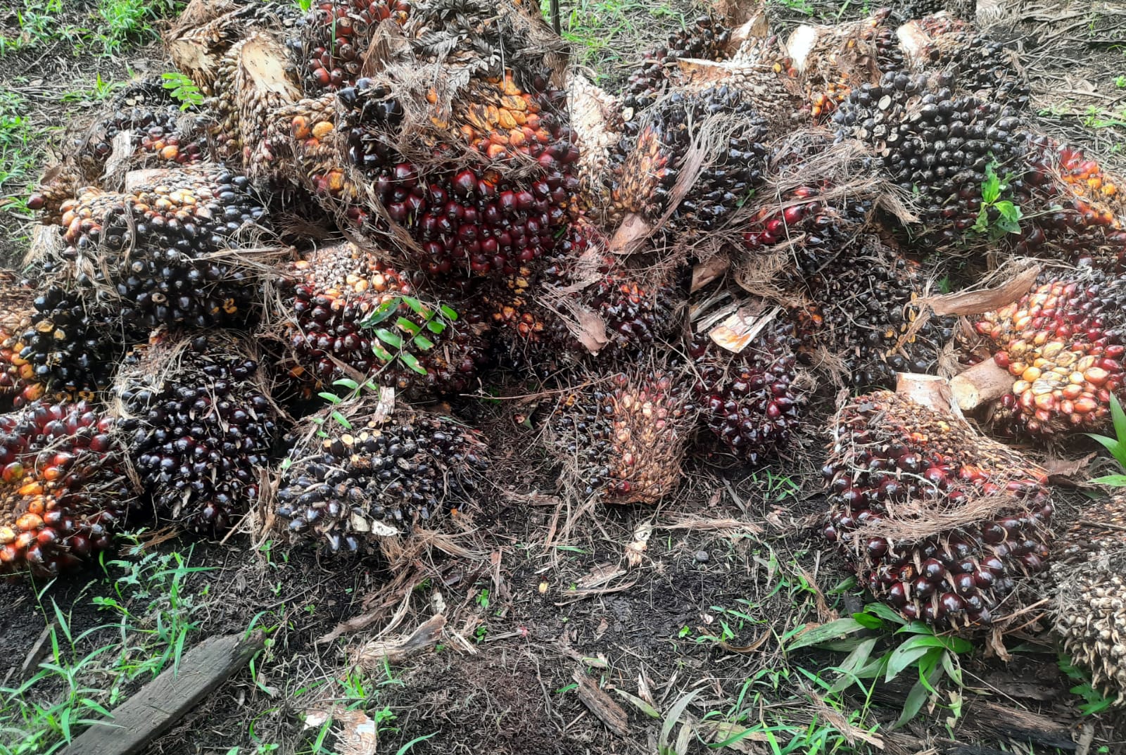 6 Penyebab Hasil Tandan Buah Sawit Menurun, Begini Solusi Mengatasinya