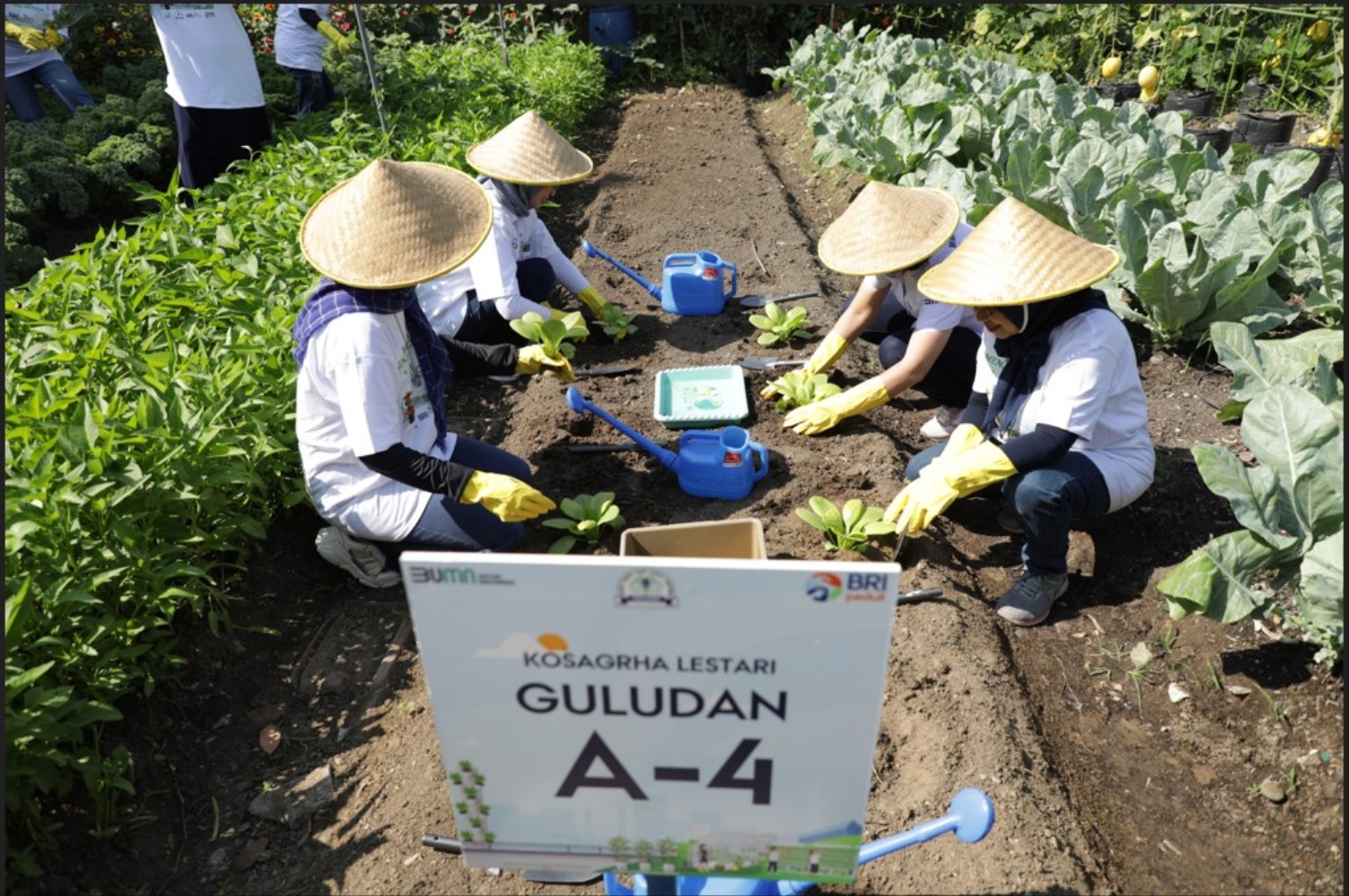 Kembangkan Urban Farming di Lahan Sempit, BRI Peduli Inspirasi Bertani di Kota (BRInita)