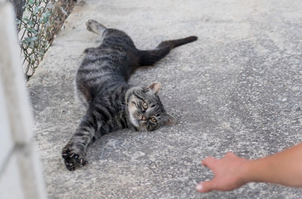 5 Mitos Pembawa Sial yang Beredar di Tengah Masyarakat, Menabrak Kucing Hingga Rumah Tusuk Sate