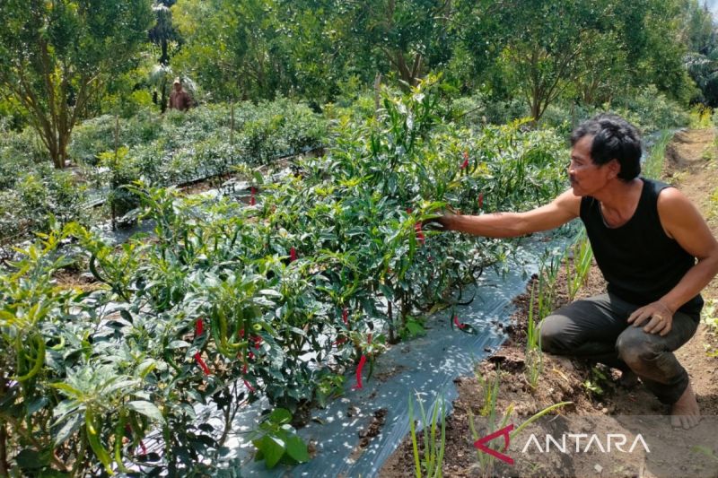 Rejang Lebong Awasi Ketat 12.912 Ton Pupuk Subsidi, Kios Jual di Atas HET Terancam Dicabut Izin