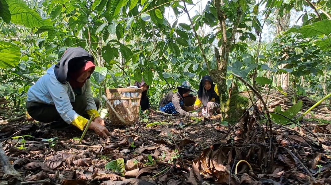 Kisah Ketahanan dari Batu Ampar, Inovasi Perempuan Alam Lestari Menjaga Kopi Tangguh Iklim