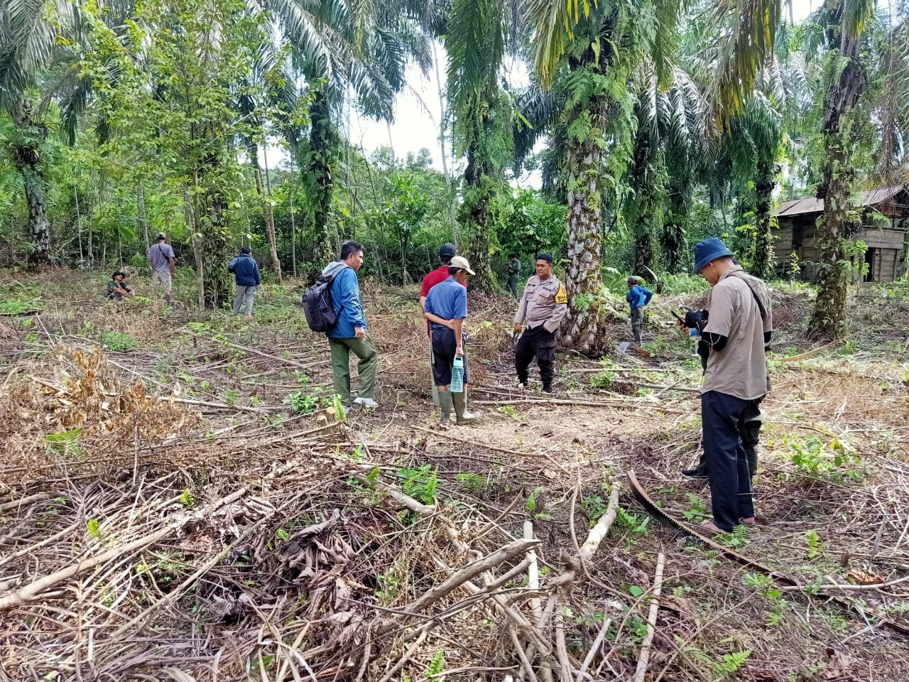 Harimau Sumatera Muncul di Lebong, BKSDA Turun Tangan Cek Lokasi