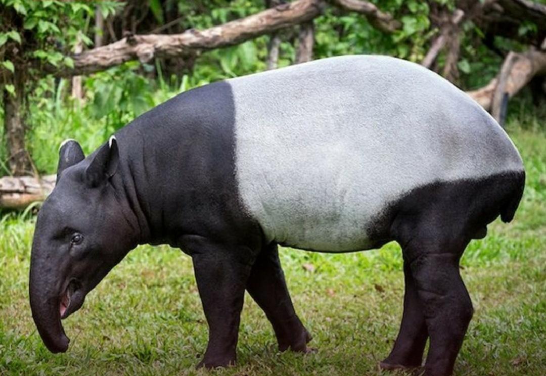 Mengenal 10 Fakta Menarik tentang Hewan Tapir yang Hampir Punah