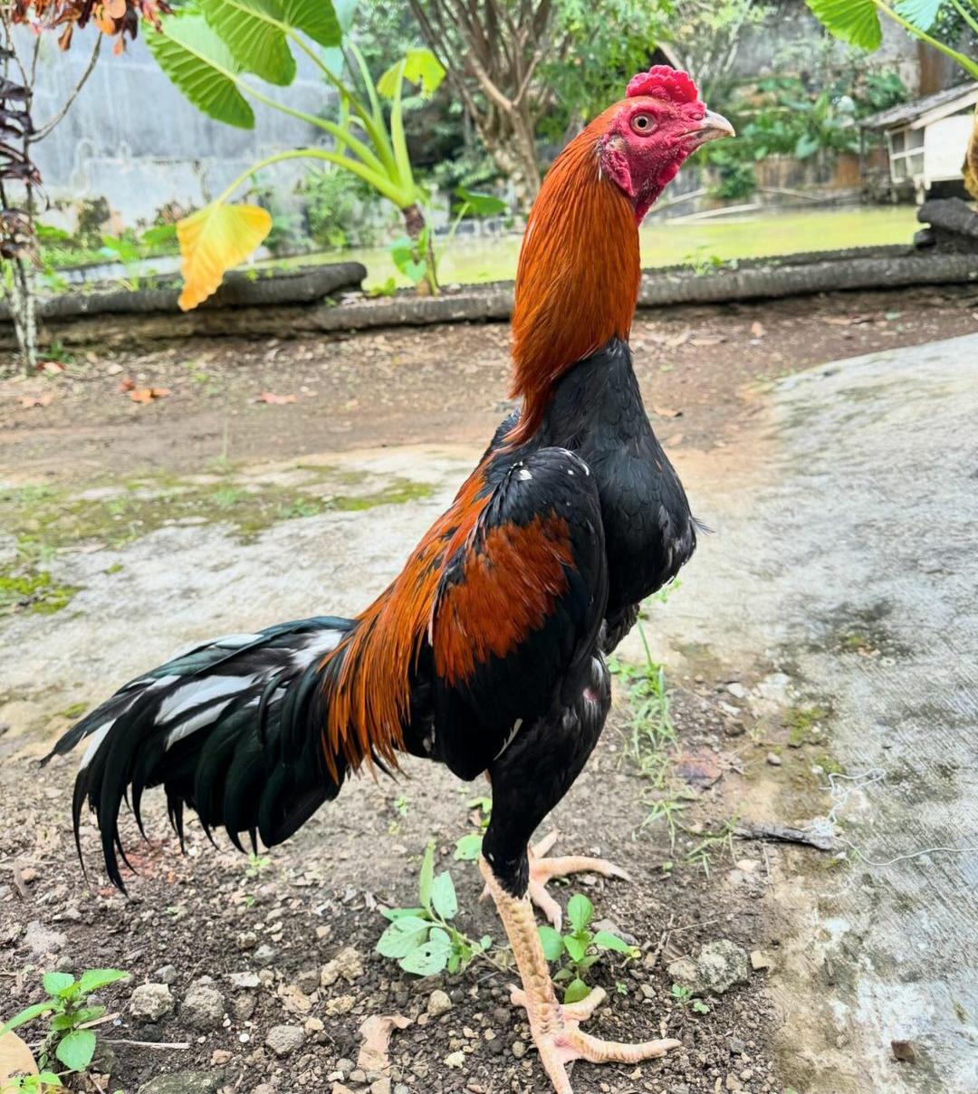 Cara Memotong Taji Ayam Bangkok dan Perawatan Setelah Pemotongan, Ini Tujuannya
