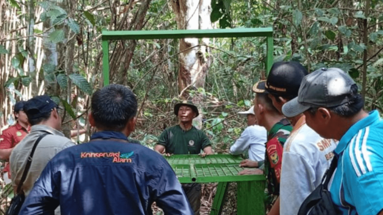 Kurangi Konflik Harimau dengan Manusia, BKSDA Bengkulu Pasang Umpan Perangkap di Bengkulu Utara