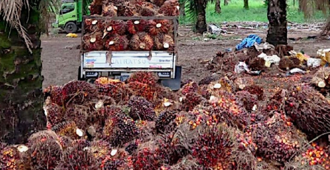 BPDPKS Luncurkan Program Intensifikasi Perkebunan Kelapa Sawit di Bengkulu Utara