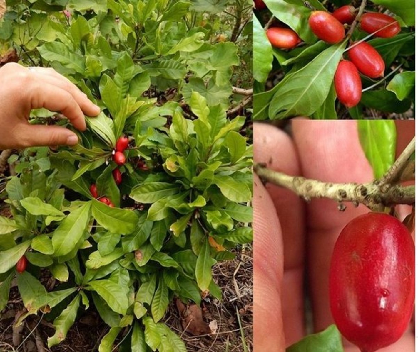 Bisa Mengubah Rasa Makanan di Lidah, Ini 6 Manfaat Miracle Berry, Bisa Atasi Efek Samping Kemoterapi