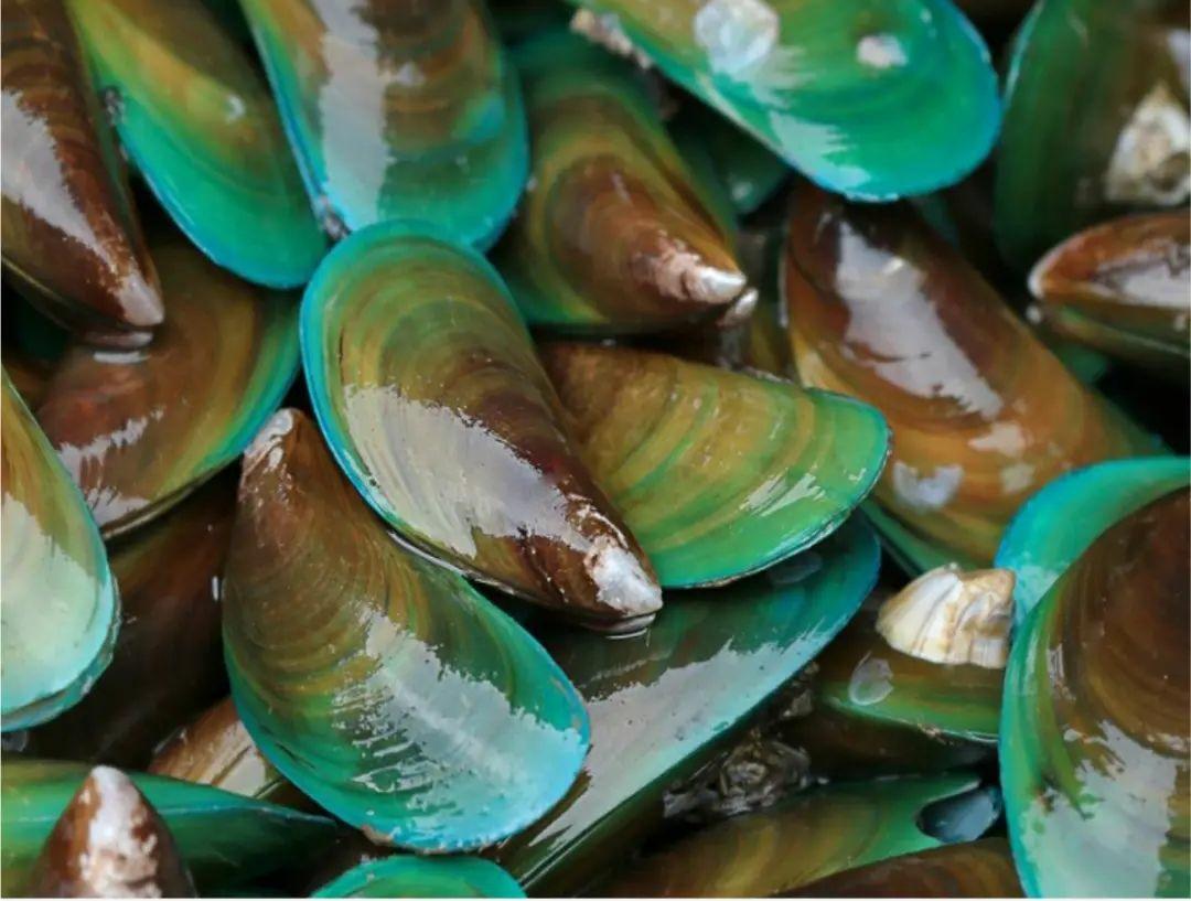 8 Manfaat Mengonsumsi Kerang Hijau, Sumber Nutrisi Berkualitas Tinggi hingga Baik untuk Kesehatan Sendi