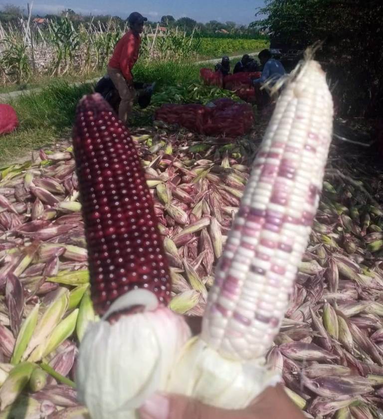 Jagung Ketan: Rendah Gula, Tinggi Antioksidan, Cocok untuk Penderita Diabetes