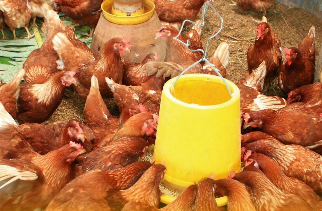 Simak 10 Tips dan Cara Pemberian Pakan Pada Ayam Petelur, Mengandung Nutrisi Penting