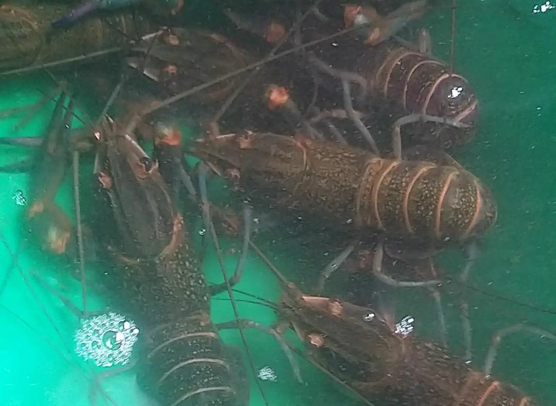 11 Langkah Mudah Budidaya Lobster Air Tawar di Kolam Terpal untuk Pemula