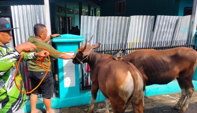 Distankan Rejang Lebong Antisipasi Penyakit Ngorok pada Ternak, Larang Pembelian Sapi dari Daerah Terjangkit