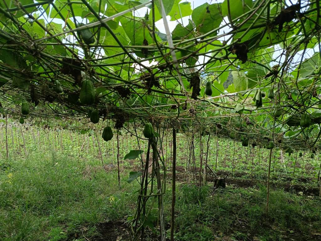 Cara Efektif Mengatasi Busuk Buah pada Labu Siam