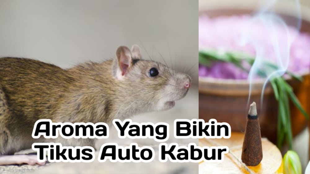 Gunakan Aroma Ini agar Tikus Kabur dan Menjauh dari Rumah