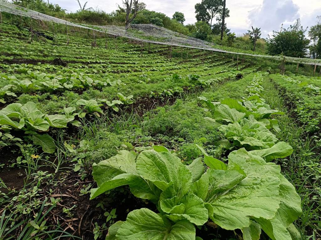 Harga Sayuran di Rejang Lebong Mulai Merangkak Naik, Petani Bergairah Kembali