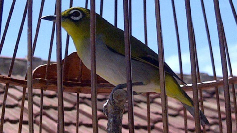 7 Keunikan Burung Pleci Enggano, Fauna Endemik dari Pulau Enggano