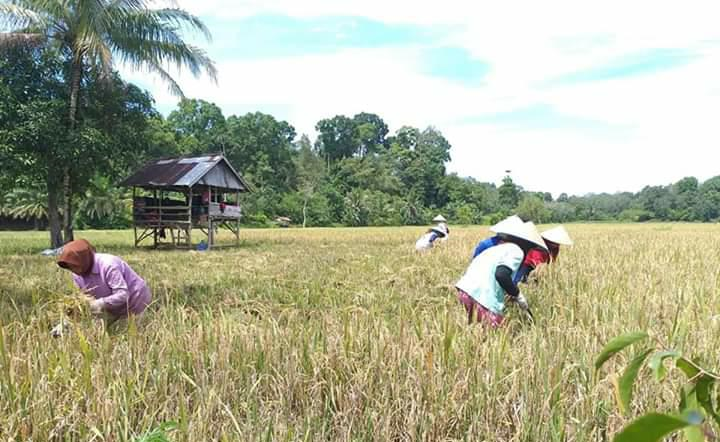 Petani Pondok Kelapa Panen Padi Sawah 140 Ha
