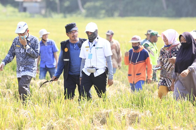 Panen Raya, Bup Bantu Beni Padi