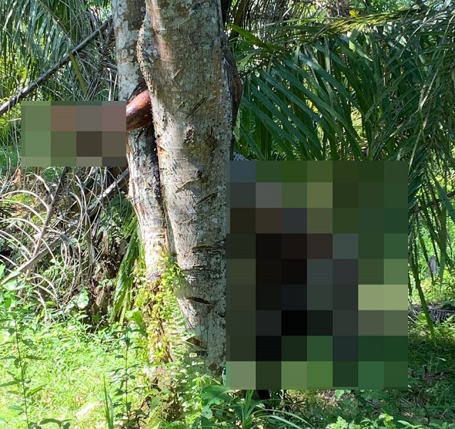 Pihak Keluarga Tolak Proses Autopsi Penemuan Mayat di Pohon Nangka