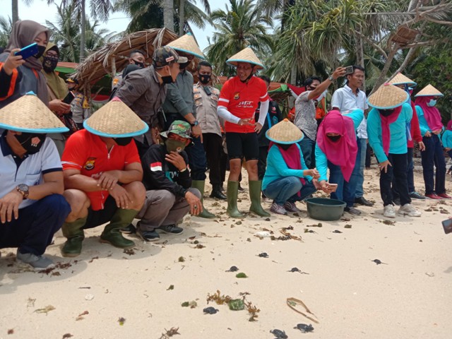 Kapolda dan BKSDA Lepas 460 Tukik