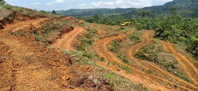 Ada upaya Sawit Direkomendasi Jadi Tanaman Hutan, Sultan: Modus Legal Deforestasi