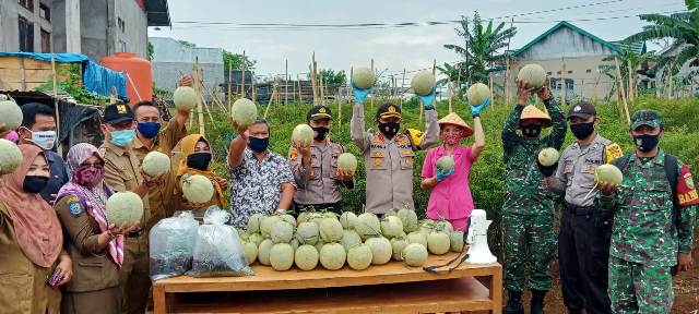 Panen Raya, Kebun Kampung Berseri Permai Hasilkan 3 Ton Melon
