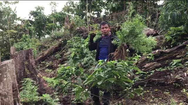 Ladang Ganja yang Diungkap Polda Masuk Kawasan Hutan Lindung