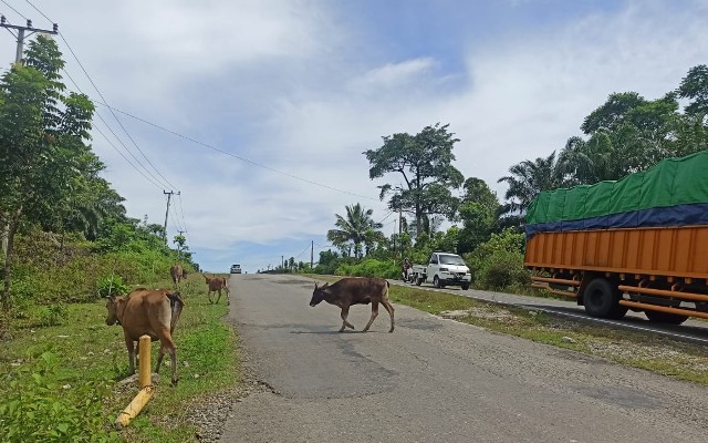 Perdes Mandul di Kecamatan