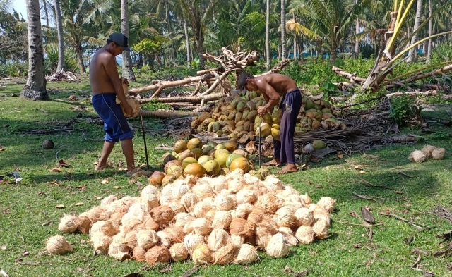 Permintaan Tinggi,  Harga Kelapa Mulai Naik