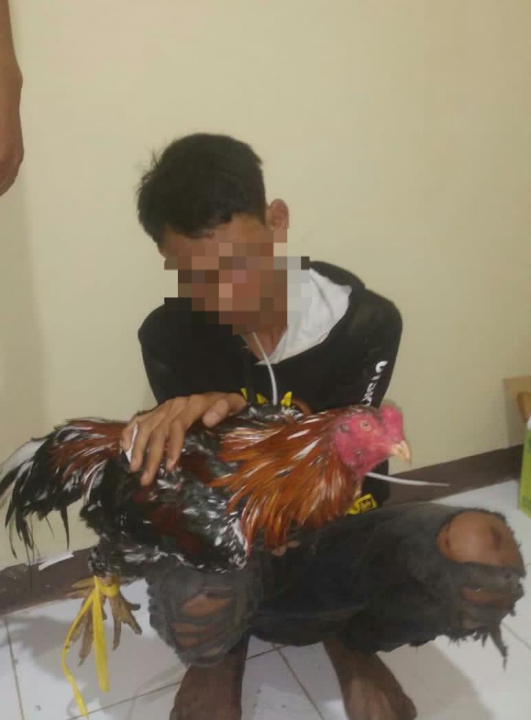 Curi Ayam Bangkok, Pemuda Ini Masuk Sel