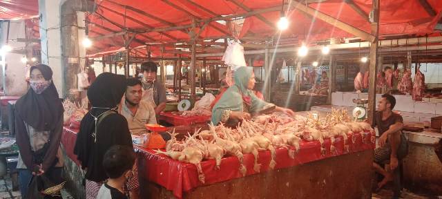 Pakan Naik Penyebab Harga Ayam Meroket di Bengkulu