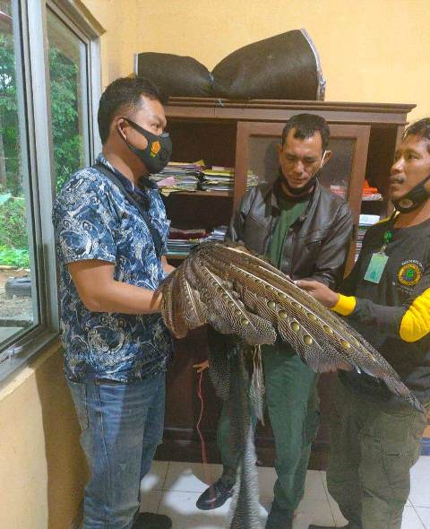 Burung Langka Kuau Raja Diserahkan ke BKSDA