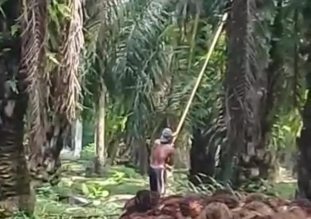 Pemecatan 50 Karyawan Perusahaan Perkebunan Sawit, Disnaker Upayakan Mediasi