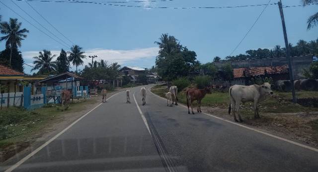 Sawah Dipagar, Ternak Berkeliaran di Jalan