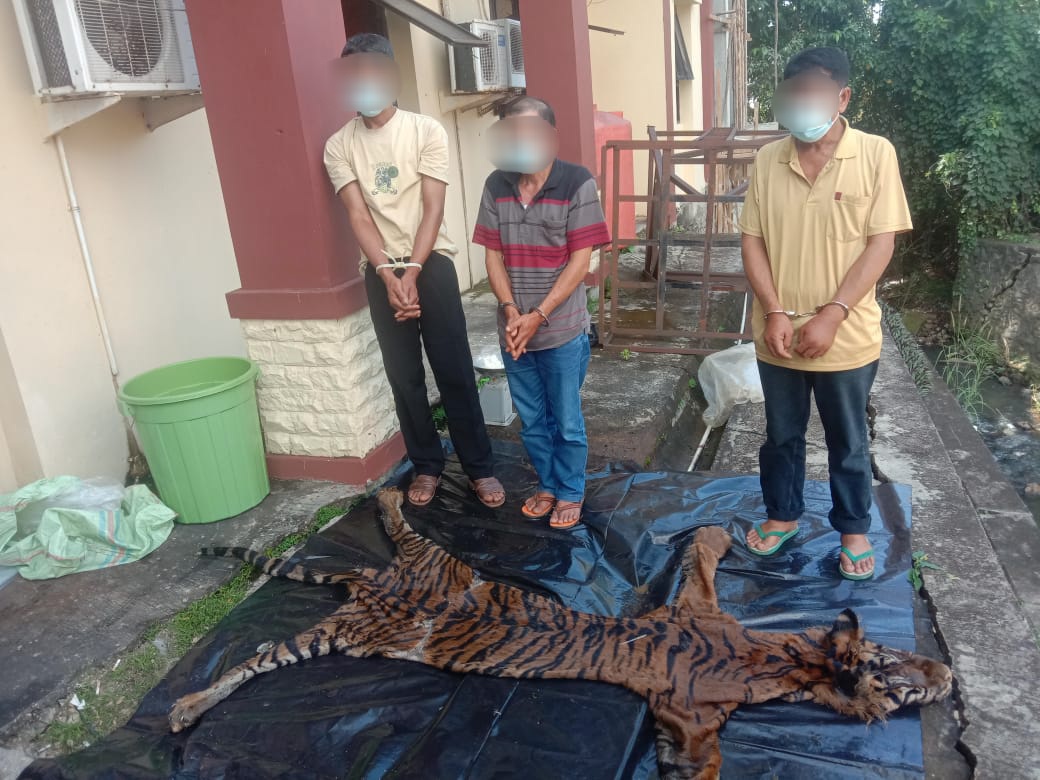 Tiga Tersangka Perdagangan Organ dan Kulit Harimau Diciduk Polda Bengkulu