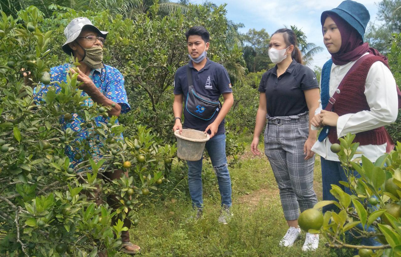 Meiva Agusrin Ingin Kembangkan Jeruk Kalamansi Hingga ke Luar Negeri