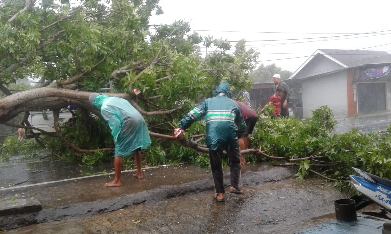Cuaca Ekstrem, Pohon Tumbang di Sejumlah Titik Kota Bengkulu