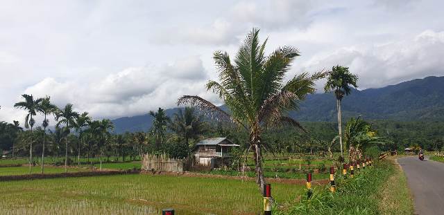 Masih Covid, Simpan Gabah Hasil Panen