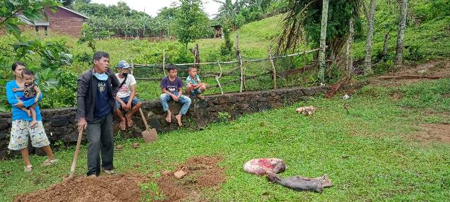 Curi Sapi Warga Tanjung Agung, Pelaku Tinggalkan Isi Perut