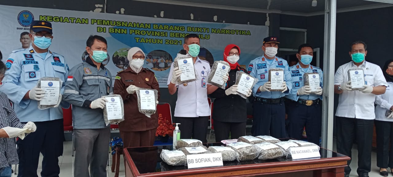 BNNP Bengkulu Musnahkan Barang Bukti Ganja 19 Kilogram