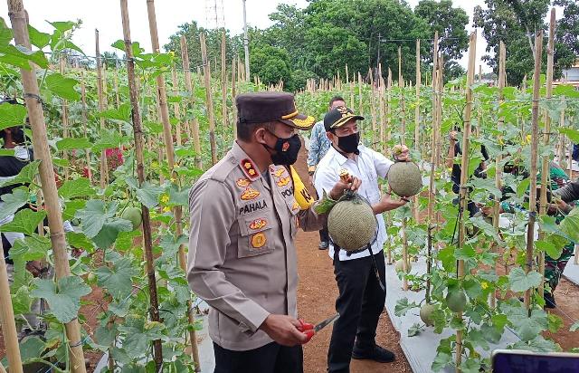 Wujudkan Ketahanan Pangan Masyarakat, Polres Bengkulu Gelar Panen Raya