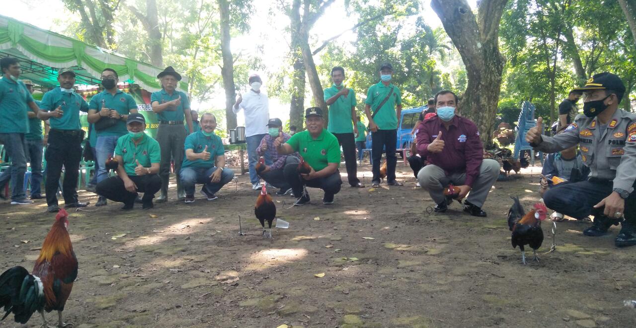 Senator Bengkulu Yakin Ayam Brugo Dapat Dongkrak Ekonomi Kreatif