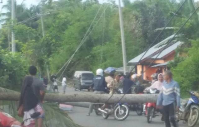 Angin Kencang, Pohon Kelapa Roboh, Jaringan Listrik di Kaur Terganggu