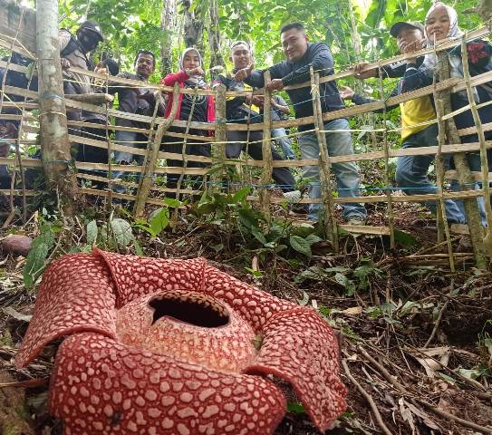 Belasan Bunga Rafflesia di Kampung Baru
